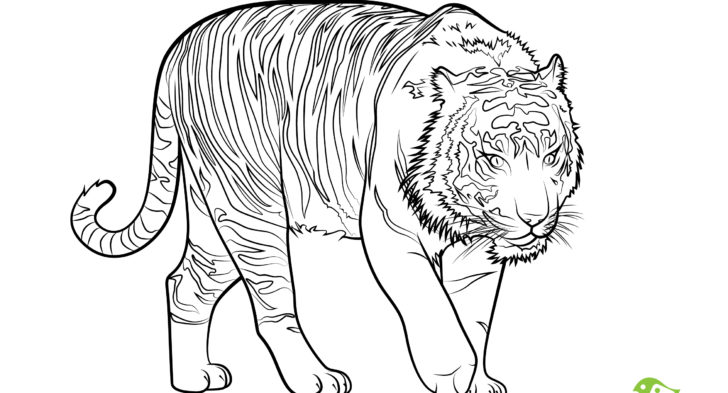 728x393 Endangered Animals Coloring Pages Endangered Animals Coloring