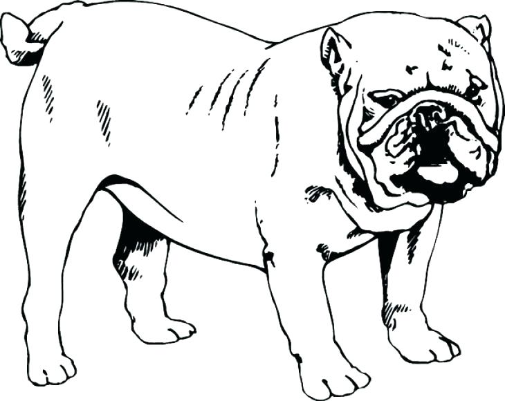 730x580 Bulldog Coloring Sheets Bulldog Coloring Pages Georgia Bulldogs