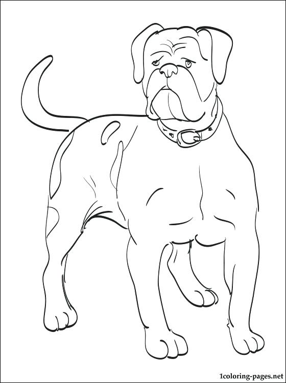 560x750 Bulldog Puppy Coloring Pages Kids Coloring Bulldog Coloring
