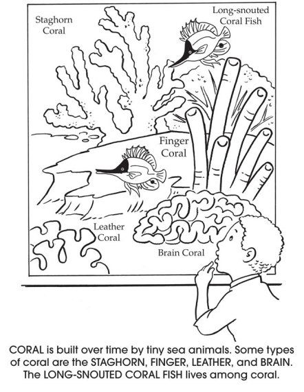 442x571 Educational Acquarium Coloring Pages