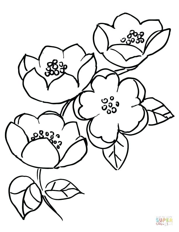 612x792 Apples Coloring Page Apple Blossom Branch Ever After High Apple