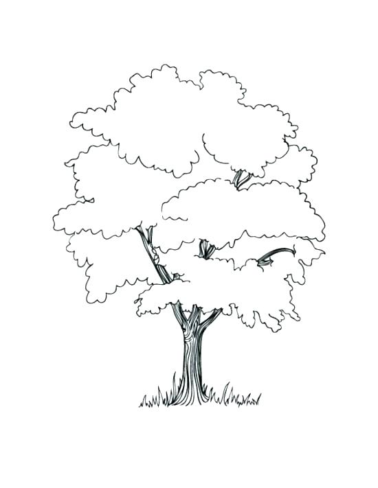 550x711 Coloring Pages Trees Evergreen Tree Printable Adult Coloring Pages