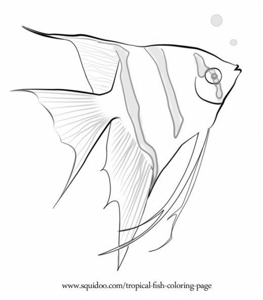 520x594 Tropical Fish Coloring Page Marine Fish, Tropical Fish And Aquariums