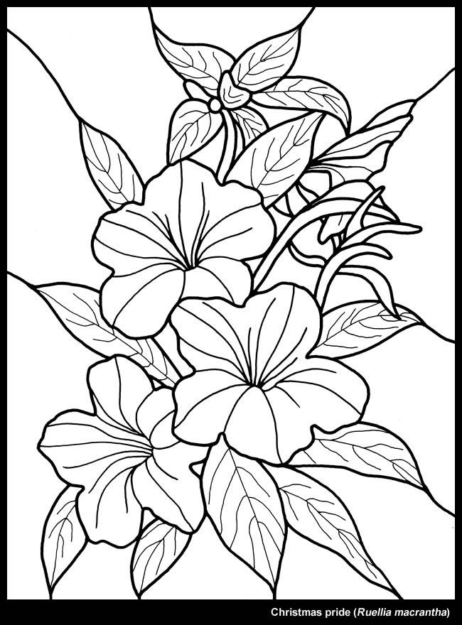 650x880 Christmas Flower Dover Publications Stained Glass