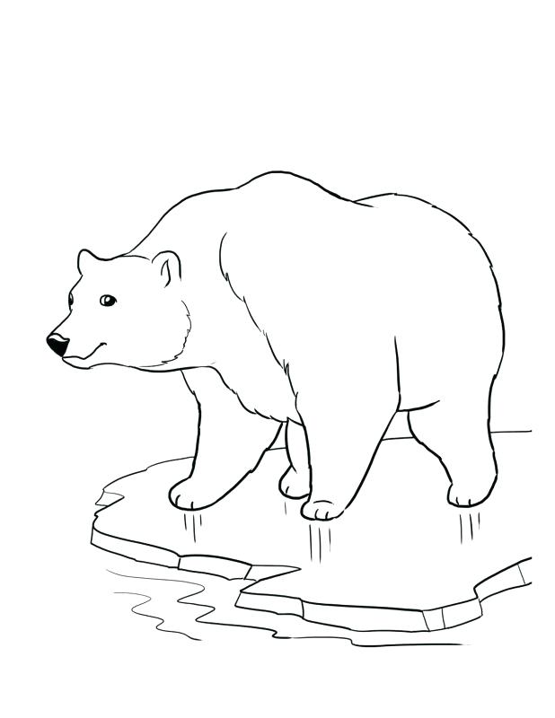 618x800 Endangered Species Coloring Pages Color Sheets Of Polar Bears