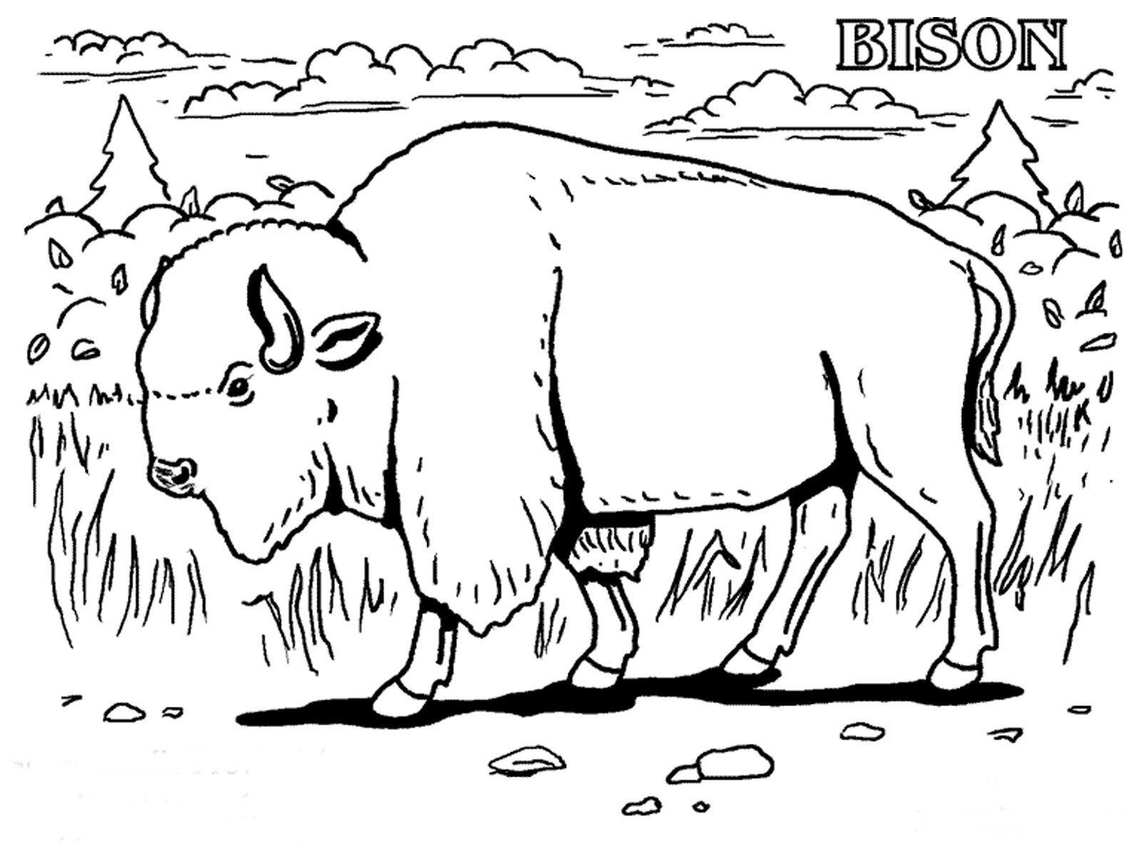1600x1200 Free Printable Bison Coloring Pages For Kids