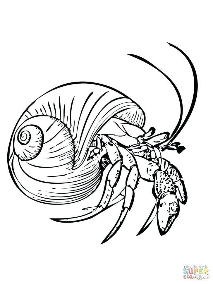 728x971 Crab Big Eyes Coloring Page Printable Pages Common Hermit Or Free