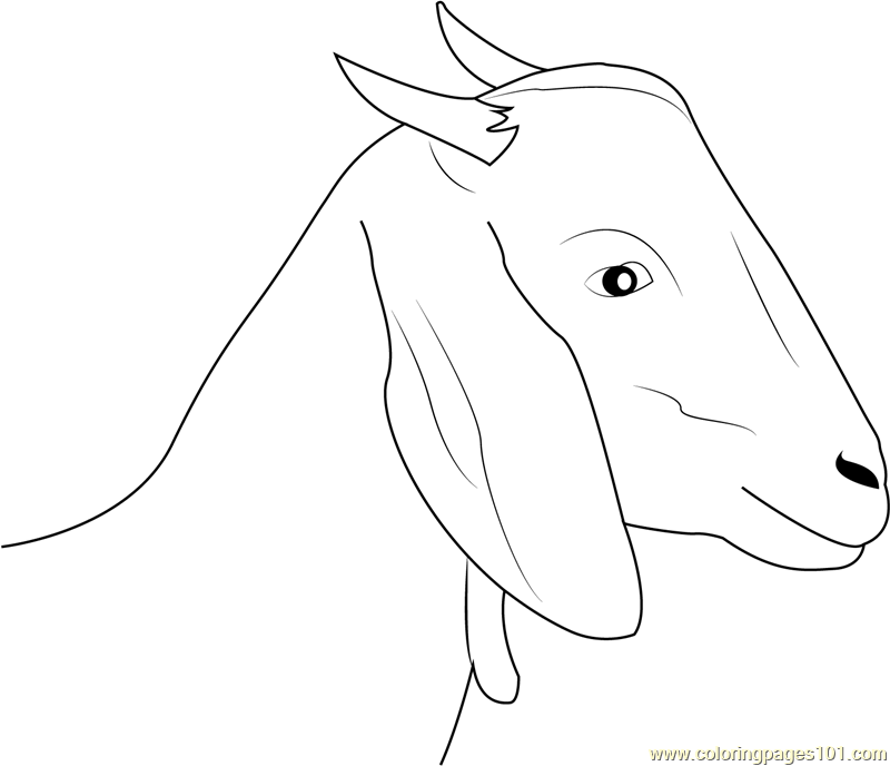 800x688 Goat Face Coloring Page