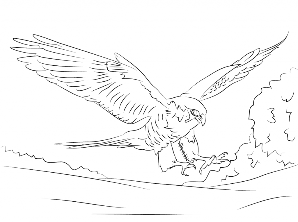 1024x764 Hawk Falcon Coloring Pages For Kids