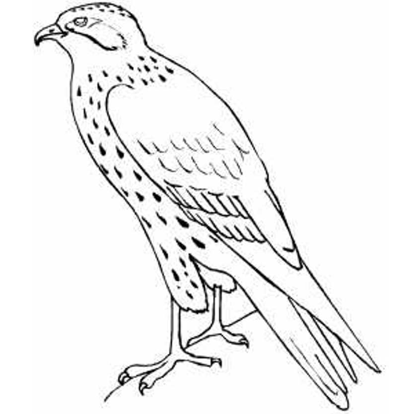 834x834 Hawk Falcon Coloring Pages For Kids