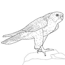268x268 Coloring Page Falcon Bird Kids Drawing And Coloring Pages
