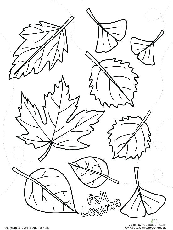 550x733 Leaf Coloring Pages Maple Leaf Printable Template Best Leaf