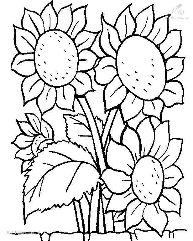 616x770 Flower Coloring Pages Coloringpages Plants Gtgt Flowers