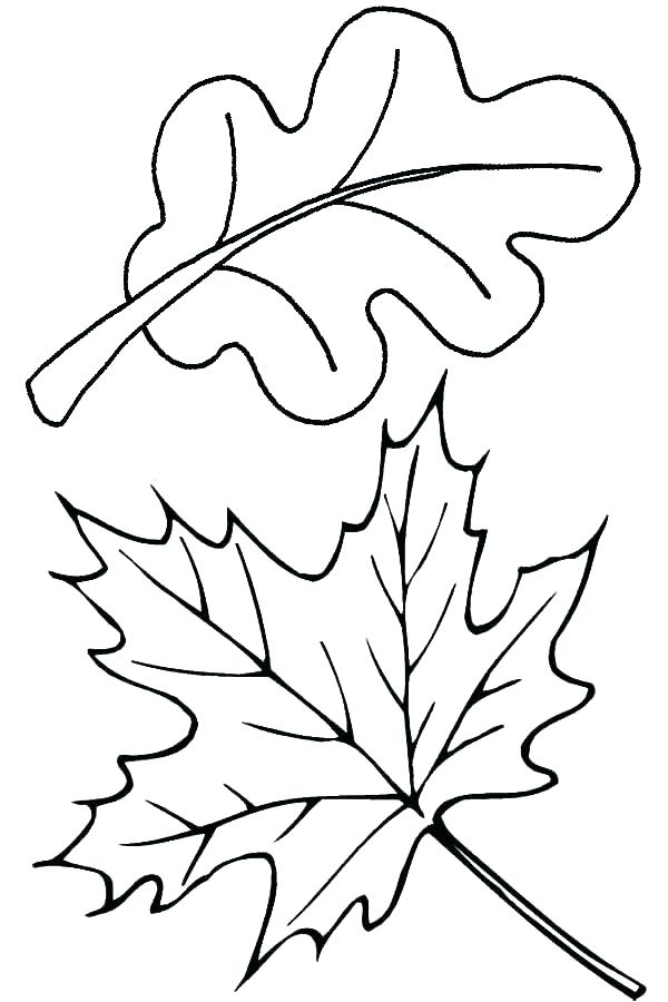 600x900 Leaf Color Pages Medium Size Of Leaves Coloring Pages Fall Leaf