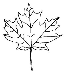 236x261 Leaf Outline Clip Art