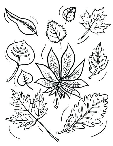 392x507 Coloring Pages Of Fall Leaves Printable Fall Coloring Pages Fall