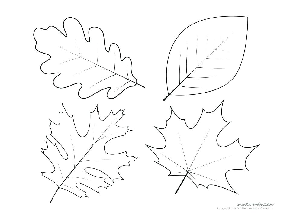 960x741 Printable Fall Leaf Stencils Autumn Leaves Coloring Pages Autumn