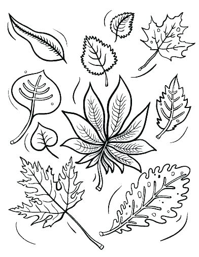392x507 Leaves Coloring Pages