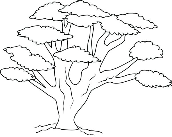 600x478 Tree Coloring Pages Coloring Ideas Pro