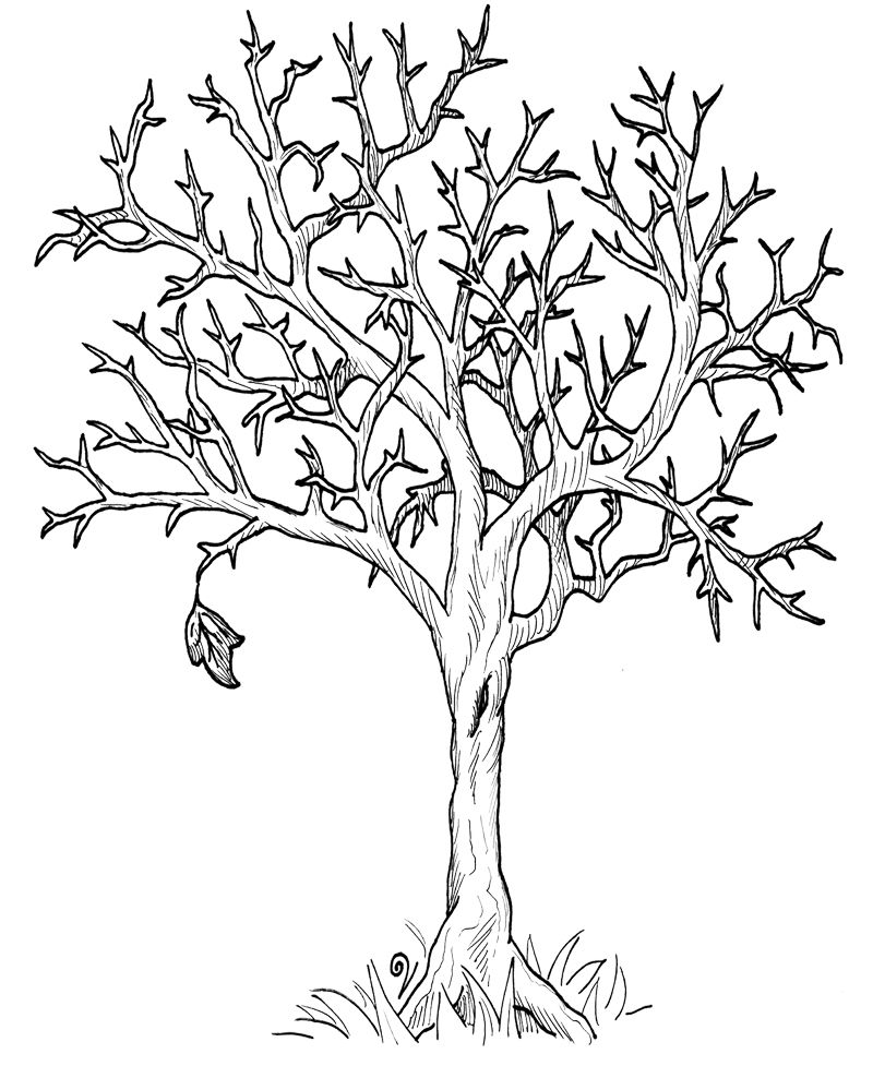 800x988 Autumn Fall Tree Without Leaves Coloring Page Dover Images