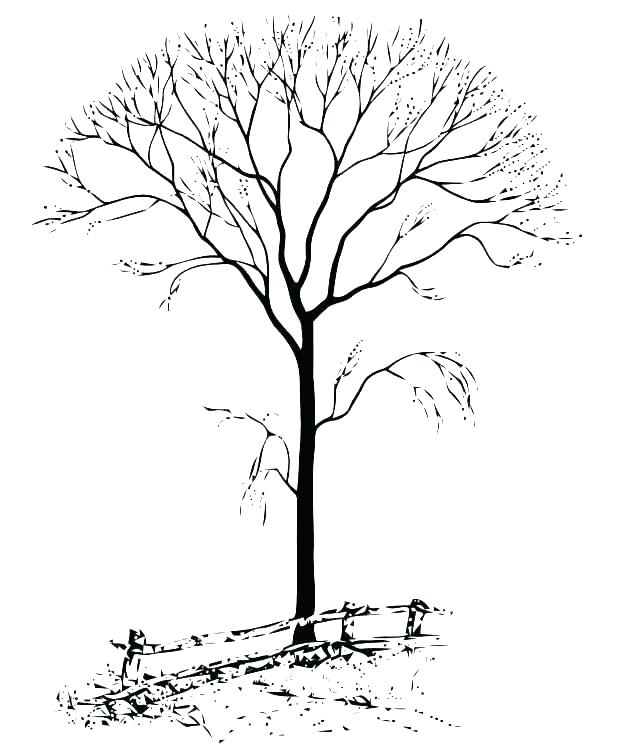 618x749 Autumn Tree Coloring Pages Printable Appealing Autumn Coloring