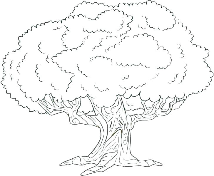 728x599 Jesse Tree Coloring Pages Tree Coloring Pages Home Improvement