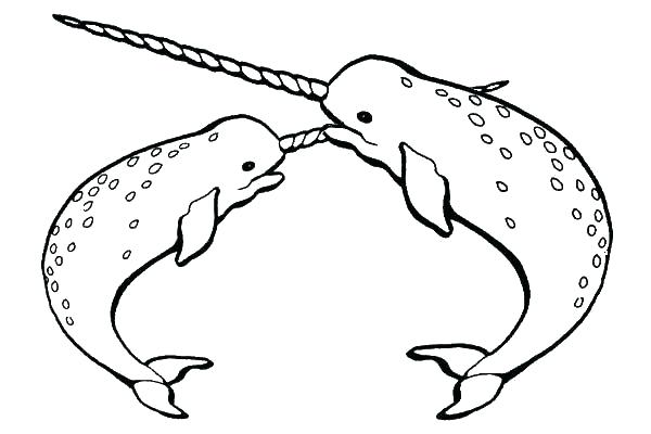 600x400 Narwhal Coloring Pages Narwhal Coloring Page Beautiful Narwhal