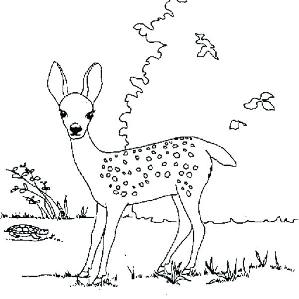 600x600 Fawn Coloring Pages