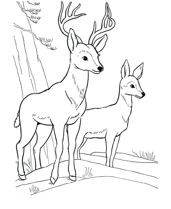 600x734 Fawn Coloring Pages Deer Fawn Picture Coloring Page Baby Fawn