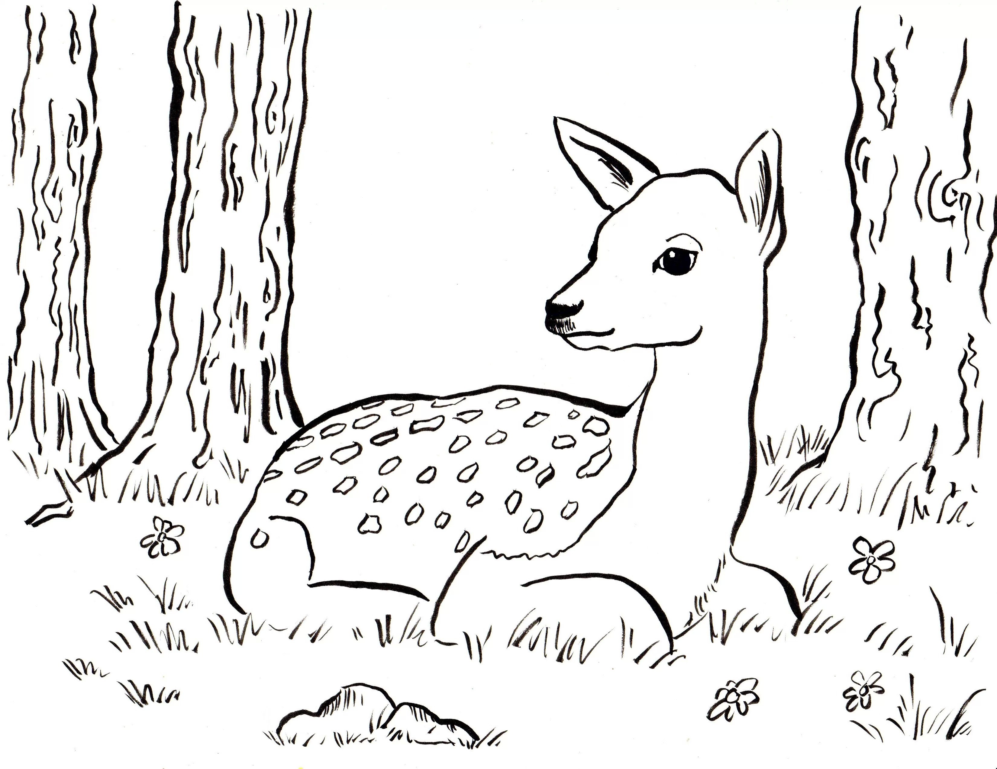 3300x2545 Fawn Coloring Pages Page And The Beast Fawn