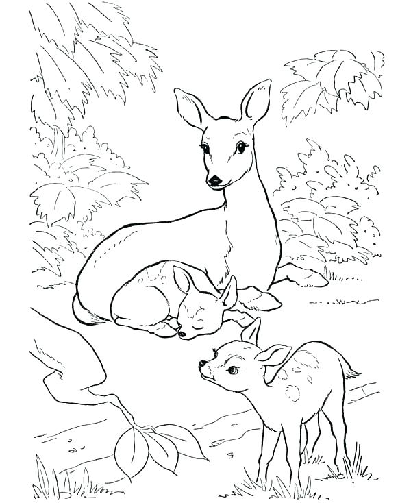 600x734 Fawn Coloring Pages
