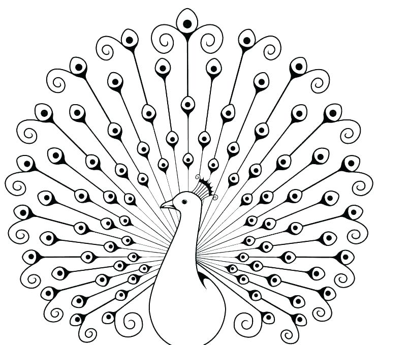 805x679 Peacock Feather Coloring Page Peacock Coloring Pictures Peacock