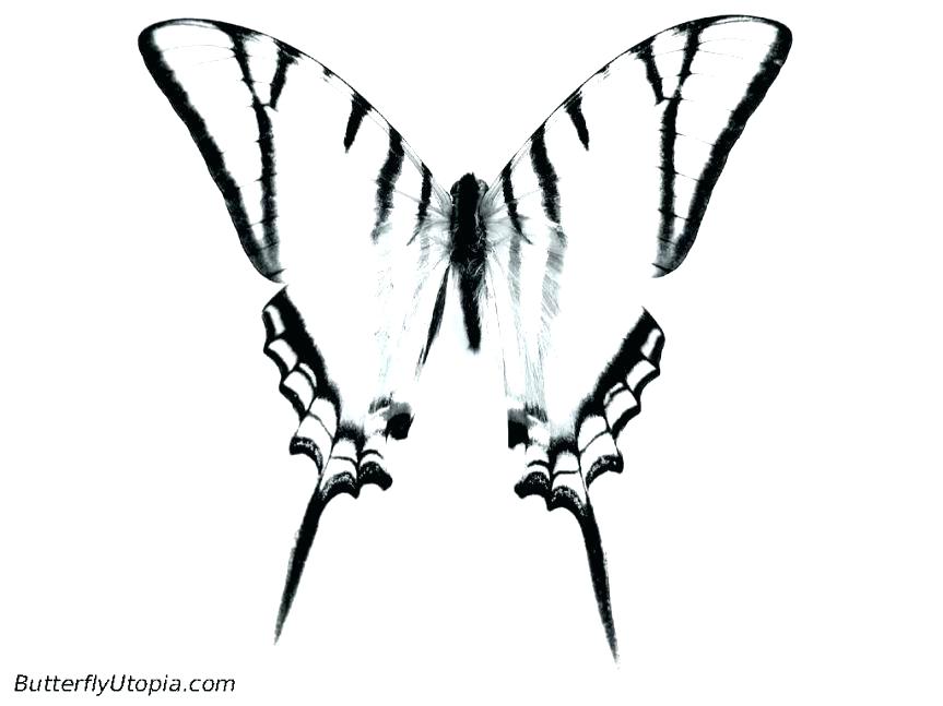 863x647 Peacock Pictures To Color Peacock Pictures To Color And Coloring