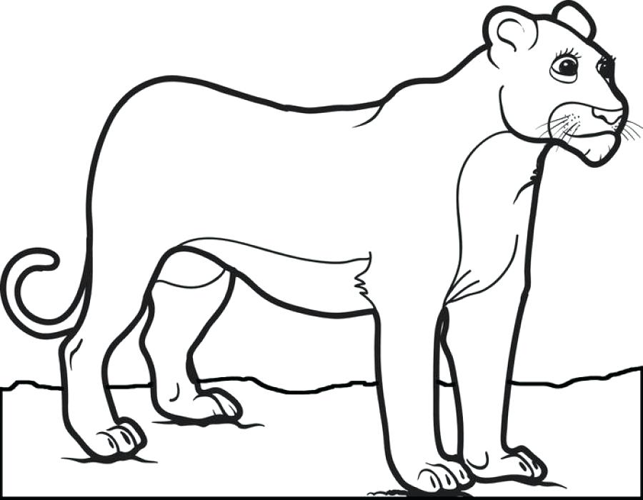 900x700 Female Lion Coloring Pages For Children Animal Pictures