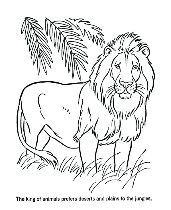 600x734 Lion Color Page Coloring Pages Of Lions Lion Color Pages Lion