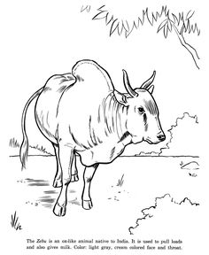 236x288 Wild Animal Coloring Page Female Lion, Lioness Coloring Page