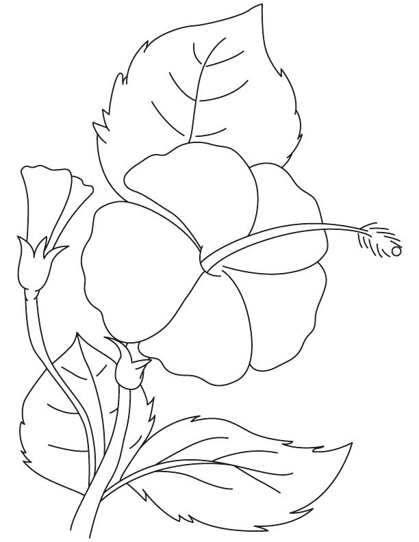 612x792 Free Colouring Pages For Children Also Hibiscus Brilliant Coloring