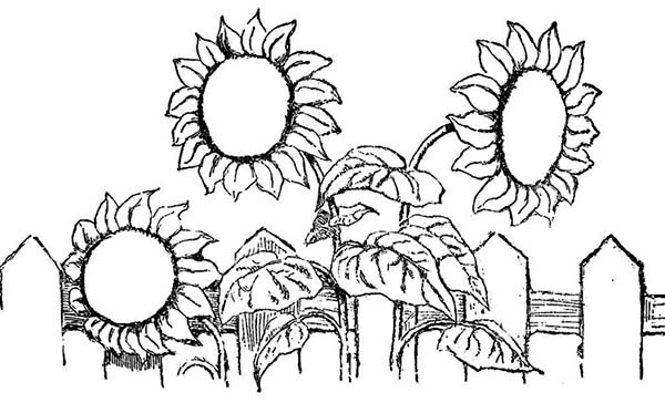 600x364 Sun Flower Over The Fence Spring Flower Coloring Page Color Luna