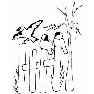 300x300 Birds On Fence Coloring Page