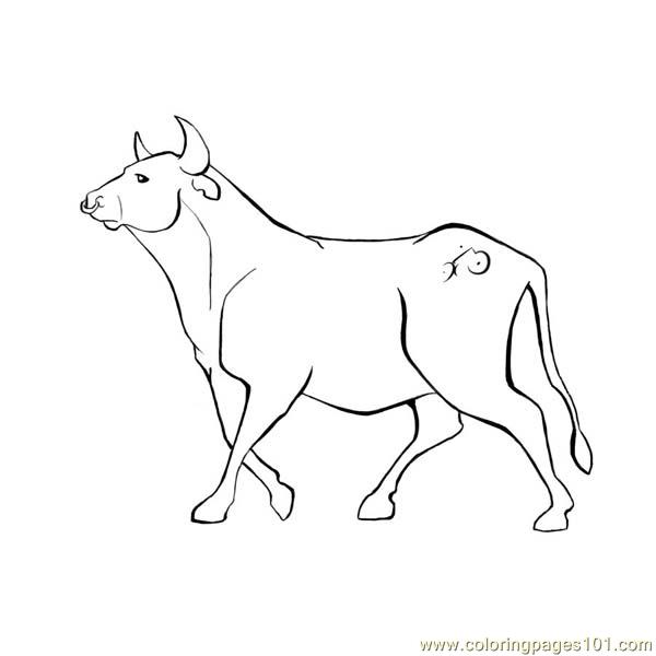 600x600 Bull Coloring Pages