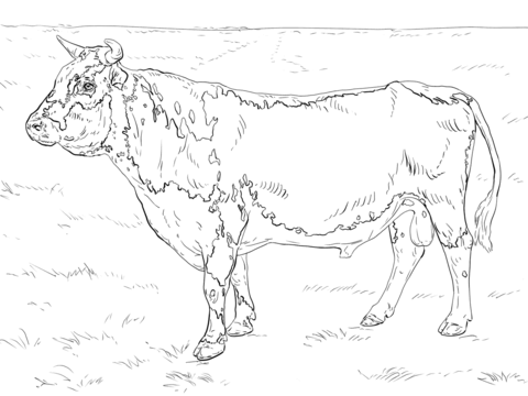 480x360 Bull Coloring Pages
