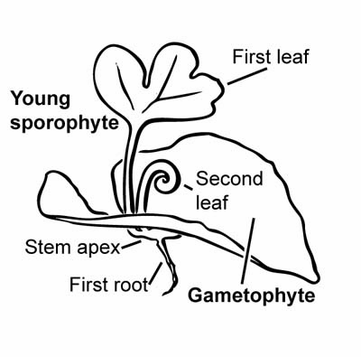 400x395 Fern Reproduction