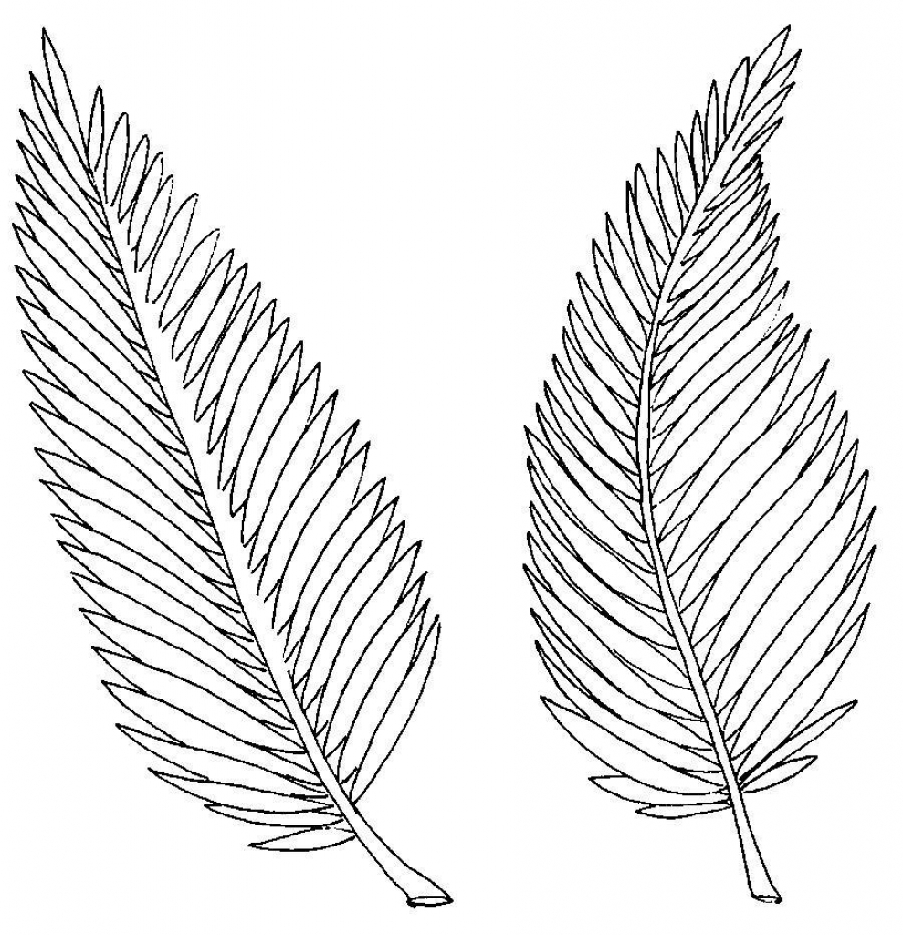 989x1024 Palm Leaf Coloring Page