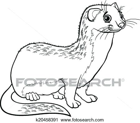 450x397 Ferret Coloring Pages Black Footed Ferret Coloring Page Free