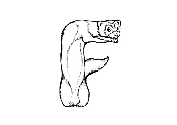 750x531 Ferret Coloring Pages Coloring Page F Ferret Ferret Coloring