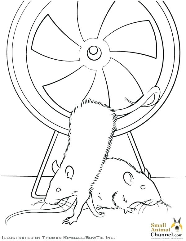 600x776 Ferret Coloring Pages Rat Coloring Page Baby Ferret Coloring Pages