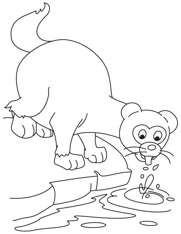 612x792 Ferret Coloring Pages Thirsty Ferret Coloring Page Ferret Coloring