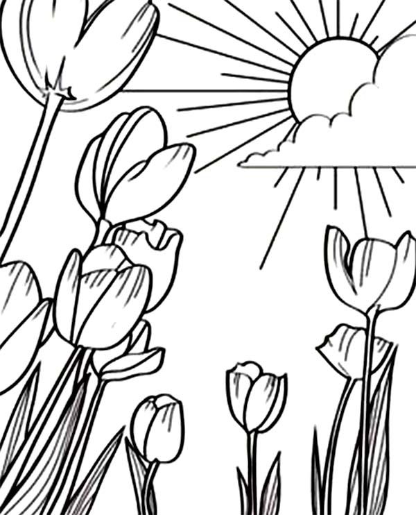 600x742 Tulips, A Beautiful Sunshine In Tulips Field Coloring Page