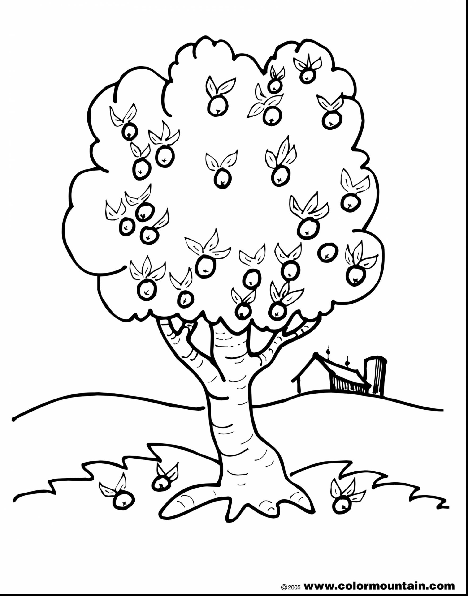 1980x2523 Fresh Apple Tree Nature Printable Coloring Pages