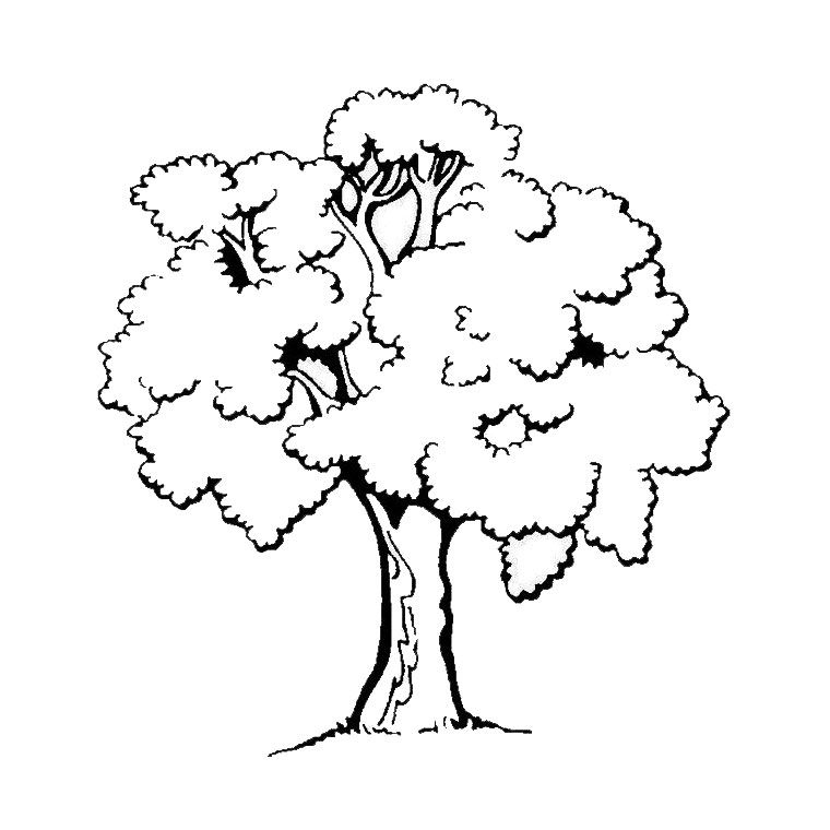 760x760 Printable Coloring Pages Trees And Leaves